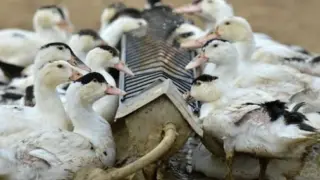 Огнище на птичи грип е открито в наша птицеферма