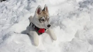 Как едно кученце обедини непознати в спасителна мисия