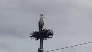 Голяма радост в Дупнишко, долетя... СНИМКИ