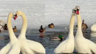 Трогателно: Двойка лебеди показаха магическия си танц ВИДЕО