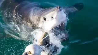 Рибар се подхлъзна и падна директно върху акула ВИДЕО