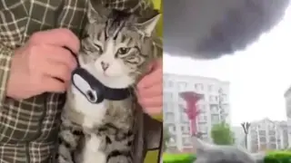 Собственик монтира камера на котарака си и установи, че той е голям бандит ВИДЕО