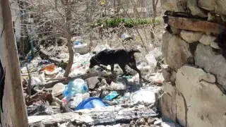 Добрякът Шабан загина по ужасен начин, кучето му още го търси ВИДЕО