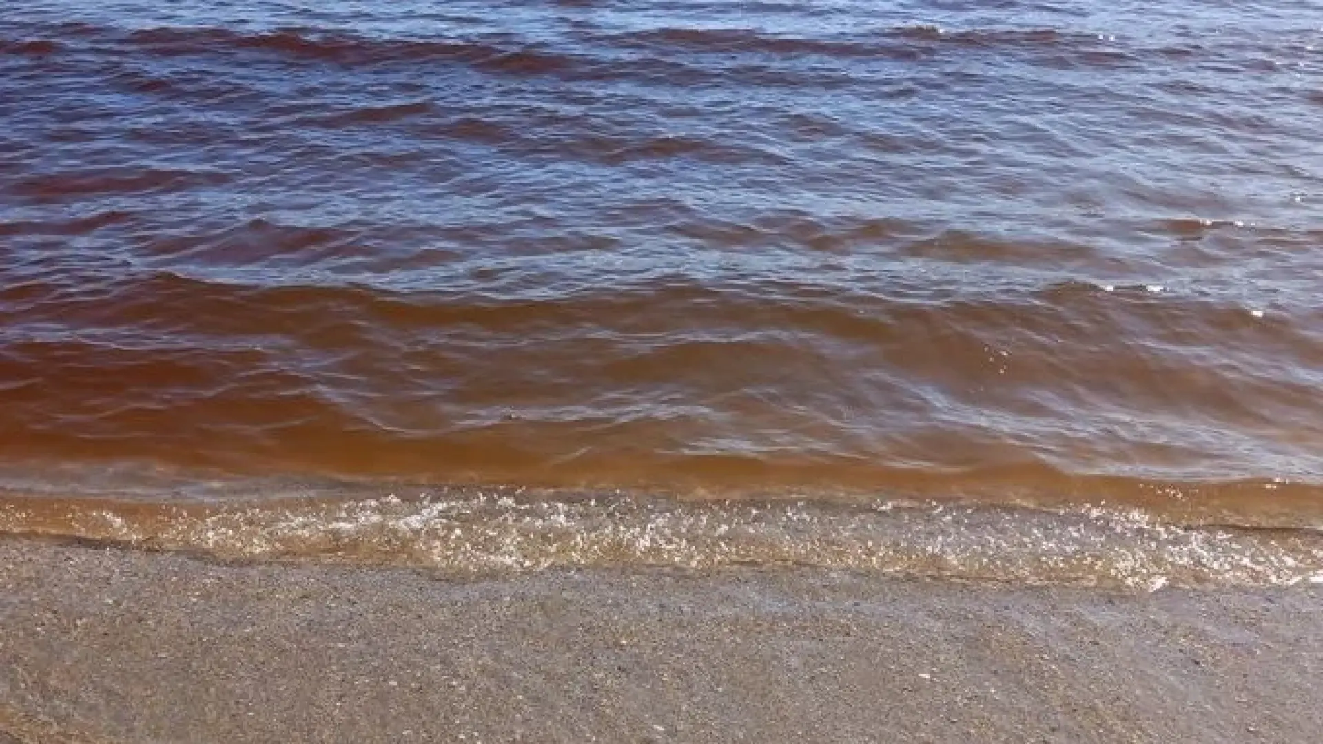 Лъсна цялата истина за кафявата гнусотия в морето, която потресе варненци 