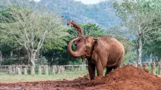Истина или мит? Слоновете правят гробища за мъртвите си роднини