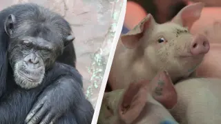 Учен категорично: Хората са хибрид между шимпанзе и прасе