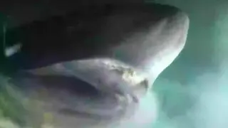 Гигант от бездната: Подводницата OceanX срещна древно морско чудовище ВИДЕО