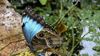 Учени с шокиращи твърдения за синия цвят в природата, няма да повярвате