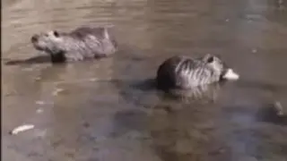 Нашествие в река Марица край Пловдив, майните се радват като деца ВИДЕО