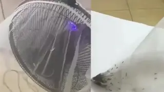 Мъж създаде странен, но ефективен капан за насекоми ВИДЕО