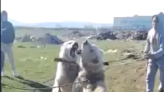 Ново извращение потресе България! Деца организират кървави битки с... СНИМКИ 18+ 