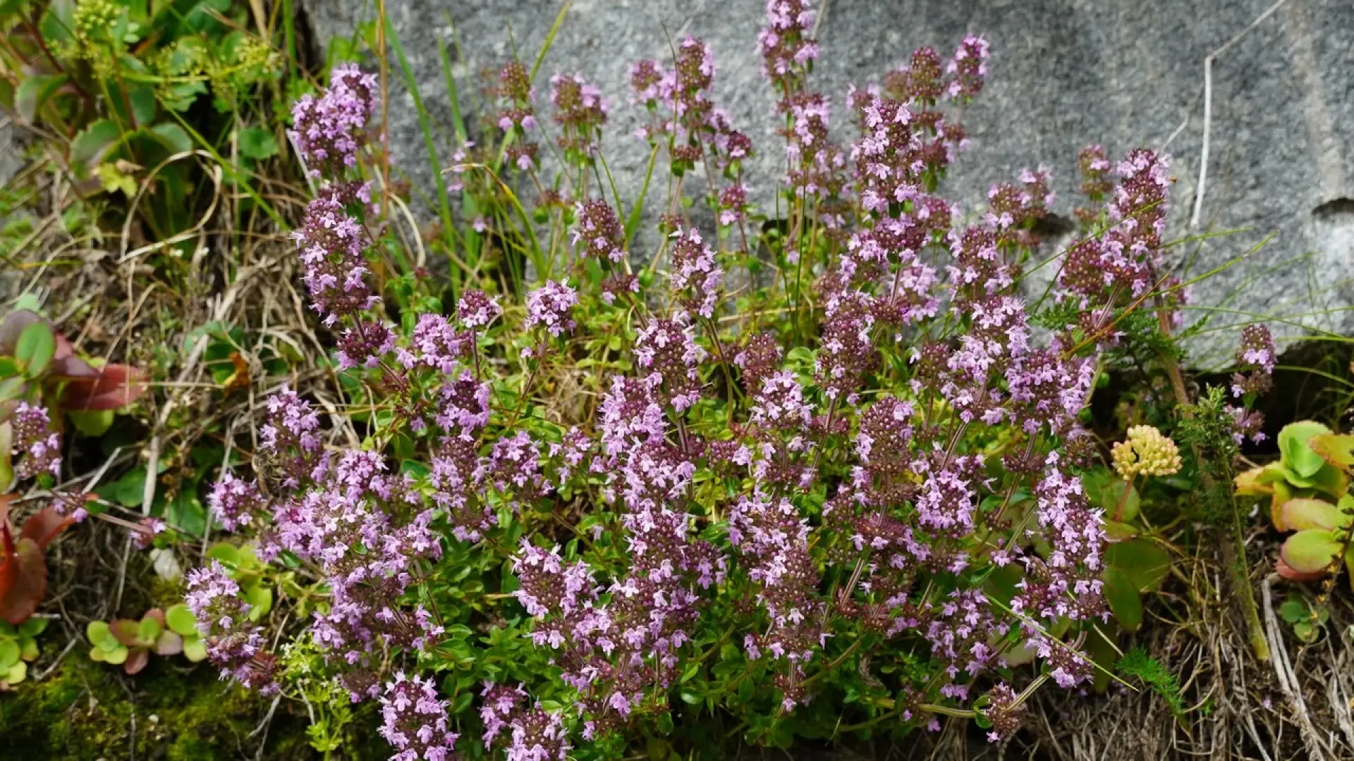 Едва ли знаете това: Неподозираните ползи от мащерката