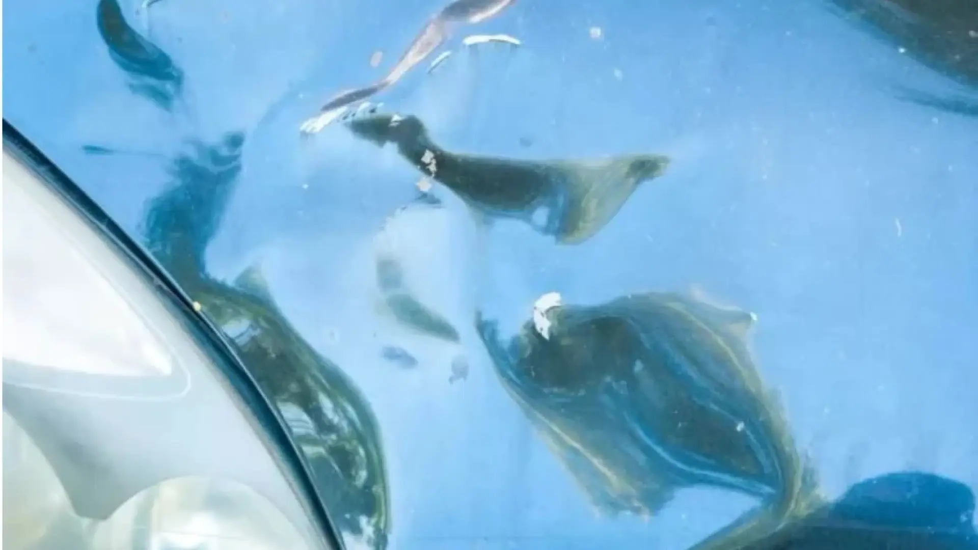 Мъж видя вдлъбнатина на капака на колата си, до нея имаше бележка