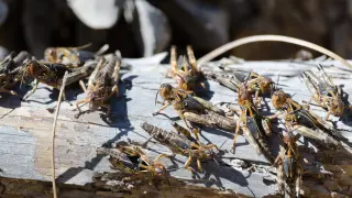 Библейска напаст удря това място у нас, всички са накрак