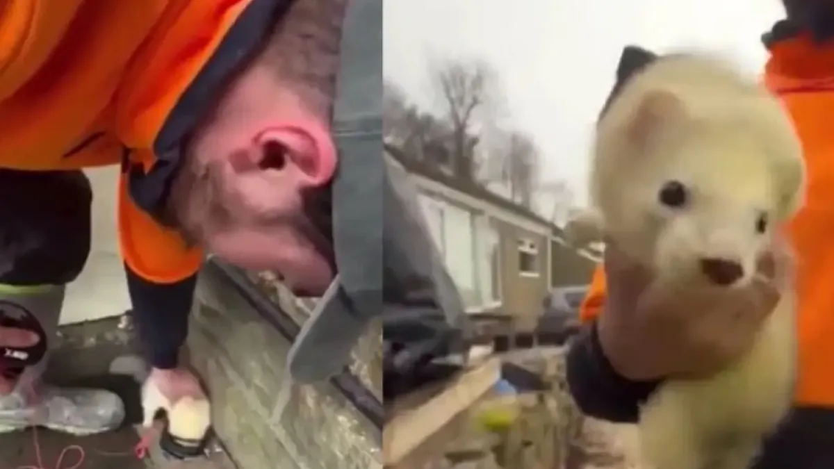 Удивително: Електротехници научиха пор да им помага с жиците ВИДЕО