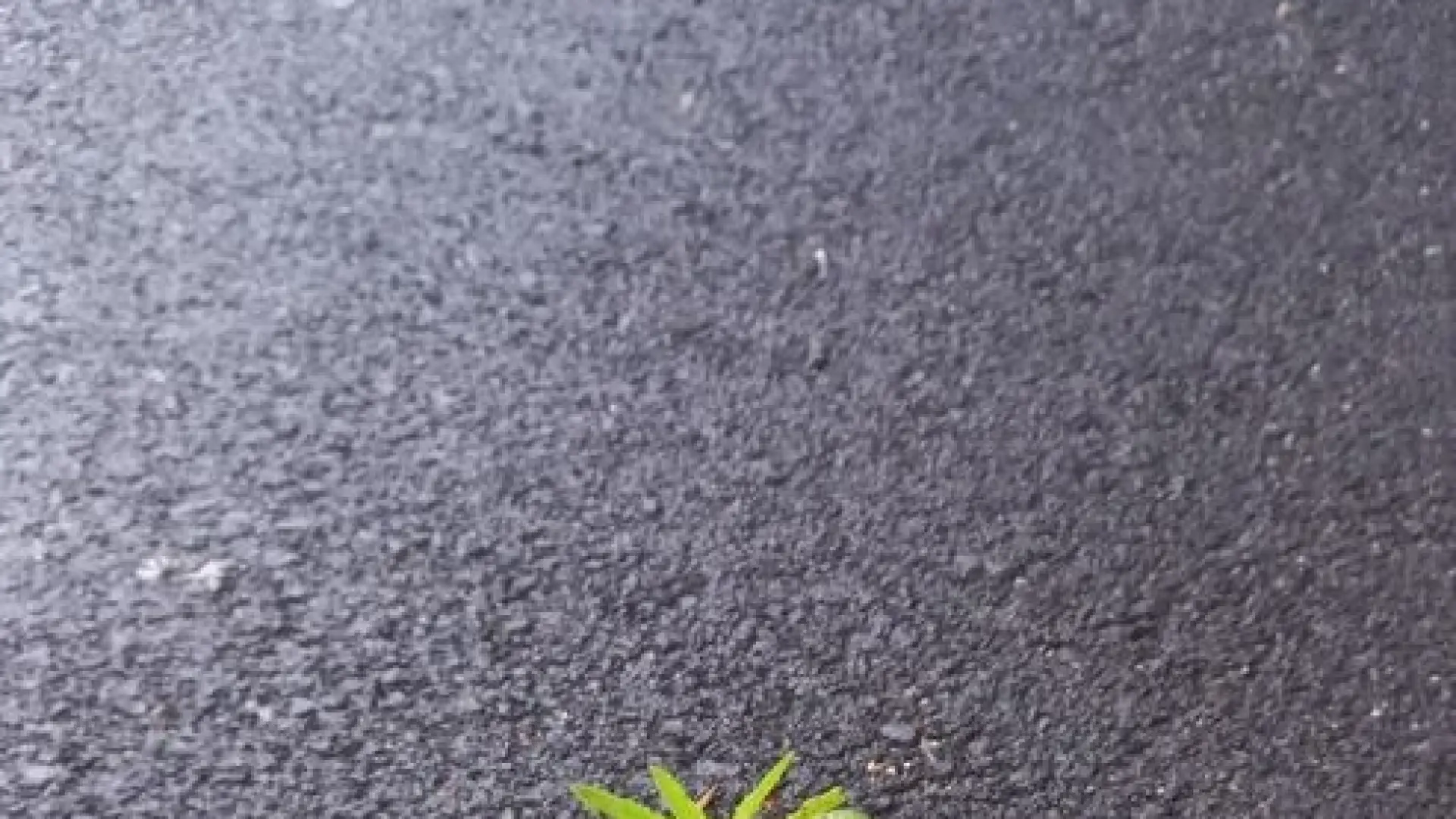 Пролет е: Асфалтът "покълна" - какво ще върже? СНИМКИ