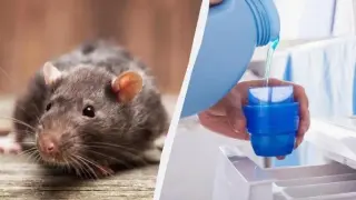 Евтино и ефективно: Ето как да се спасим от плъховете!