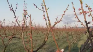 Не само снегът и студът са виновни, "черната златка" удари стопаните в Сливенско
