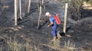 Крайни мерки: В Сливенско спасяват прасковите с огън