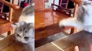 Като нинджа: Котарак демонстрира невероятна скорост на реакцията ВИДЕО