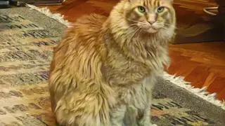 Никой не е подозирал досега за нежната страна на Волен Сидеров: Кой е Кънчо? 