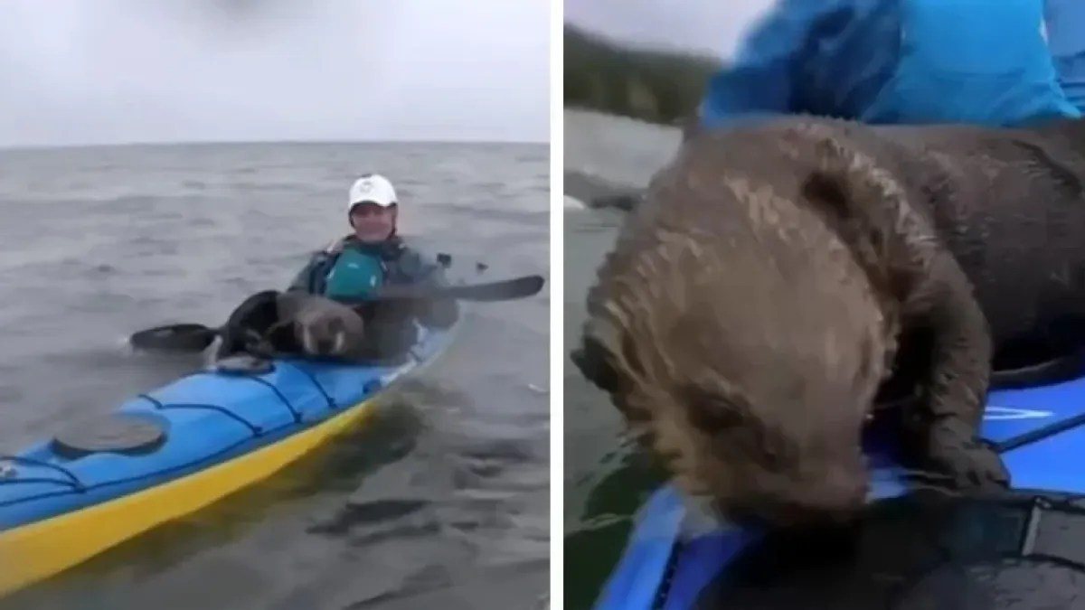 Вижте как видри се сприятеляват с каякари във водата ВИДЕО