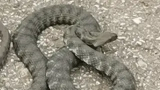 Шок и ужас до стадиона в Пазарджик, всички умряха от страх, заради... СНИМКИ