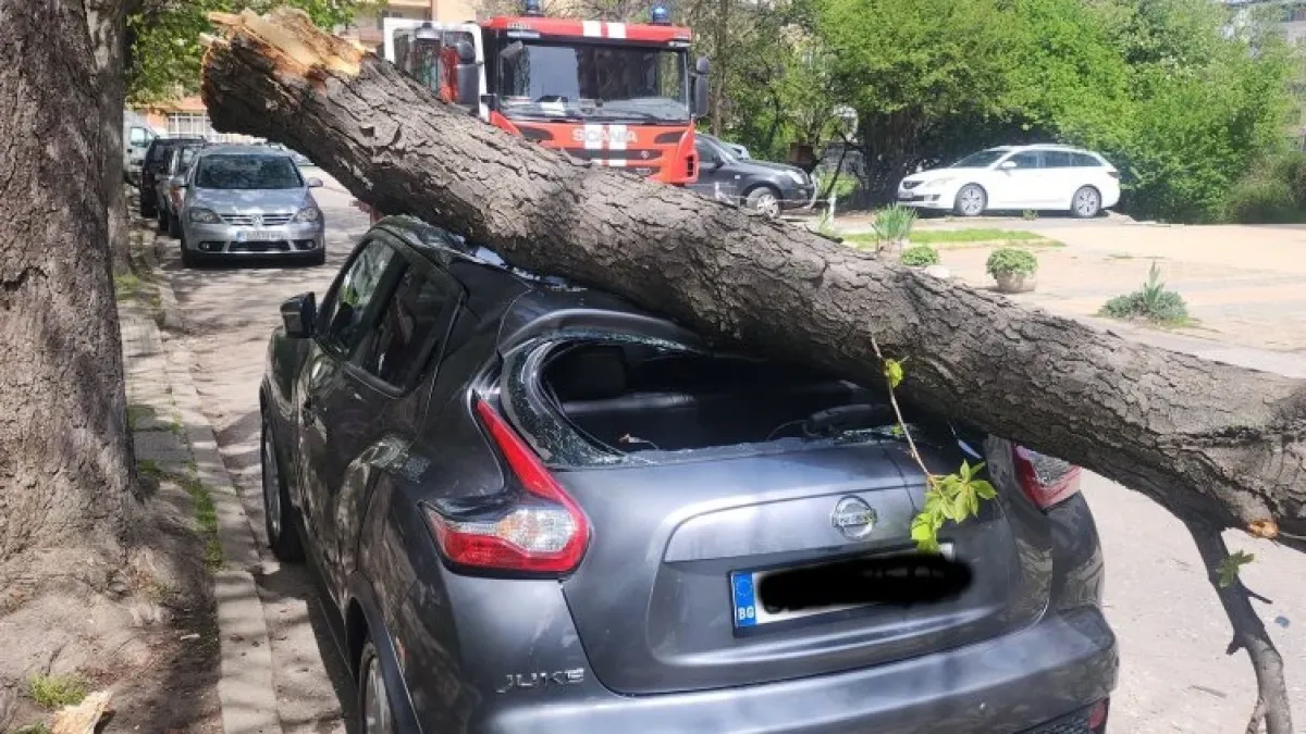 Дърво падна и премаза автомобила на жена в столичен квартал ВИДЕО