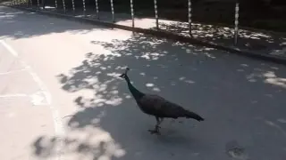 Не е за вярване какво се разхожда в тузарски столичен квартал СНИМКА