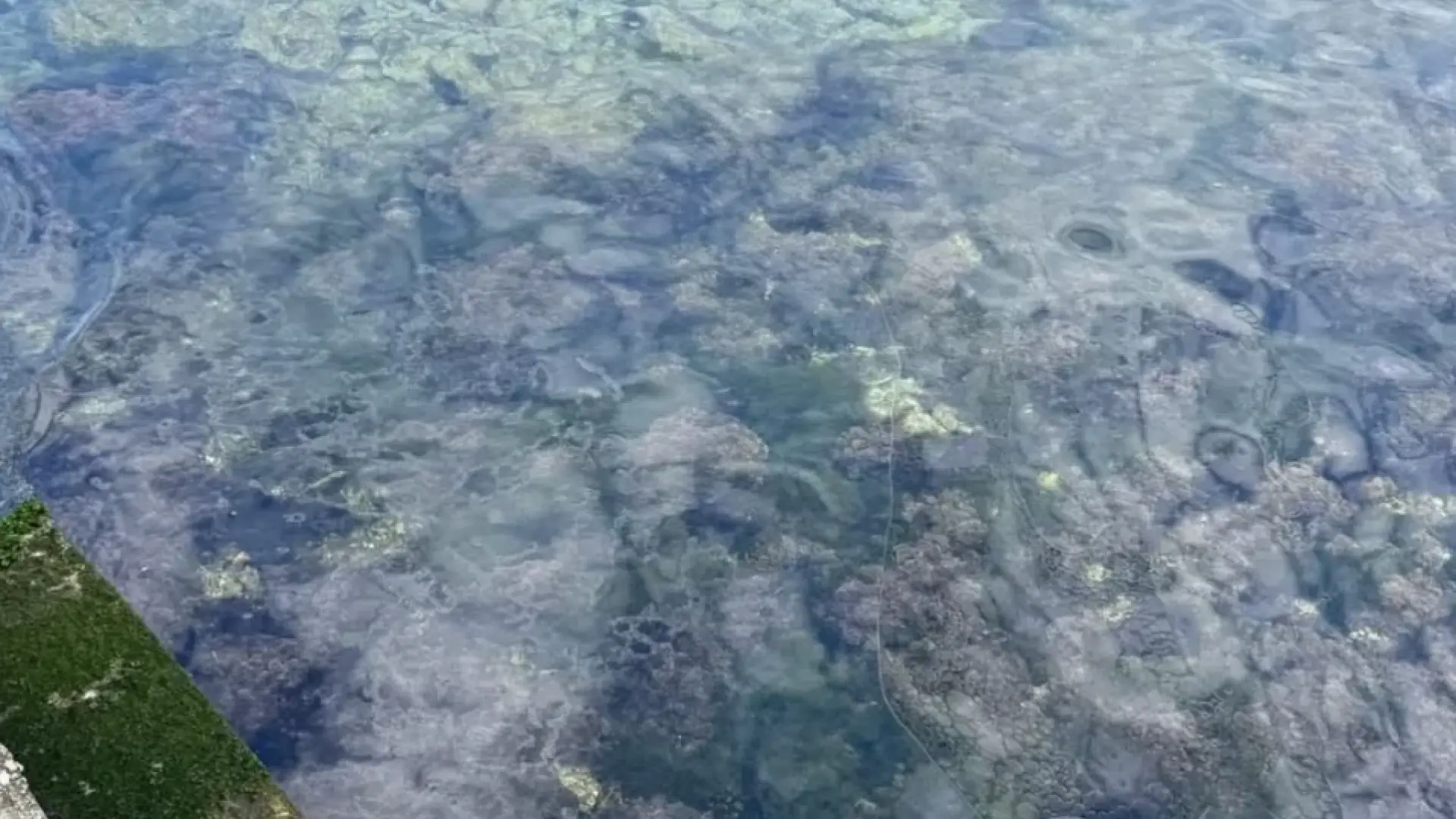 Екологична катастрофа в Адриатическо море край хърватския остров Хвар СНИМКИ