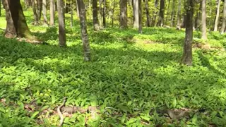Уникално: Цяла гора "мечи лук" смая българския Фейсбук ВИДЕО