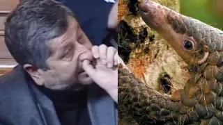 Наглият мравояд Ицо изпълзя от дупката си, за да рови за власт