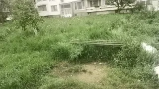 София ми е джунгла: Ето как изглежда този столичен квартал СНИМКИ