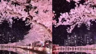 Много красиво: Пролетта в японския град Кавазу бе заснета на ВИДЕО