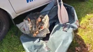 Спипаха бракониери да ловят скобар в размножителния период, те хвърлиха въдиците и побягнаха 
