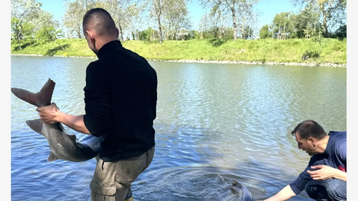 2-метрова риба от Мисисипи се засели в родни води