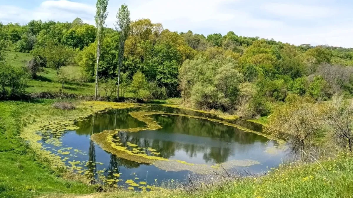 Уникална гледка във водите на езерото на село Житница СНИМКА