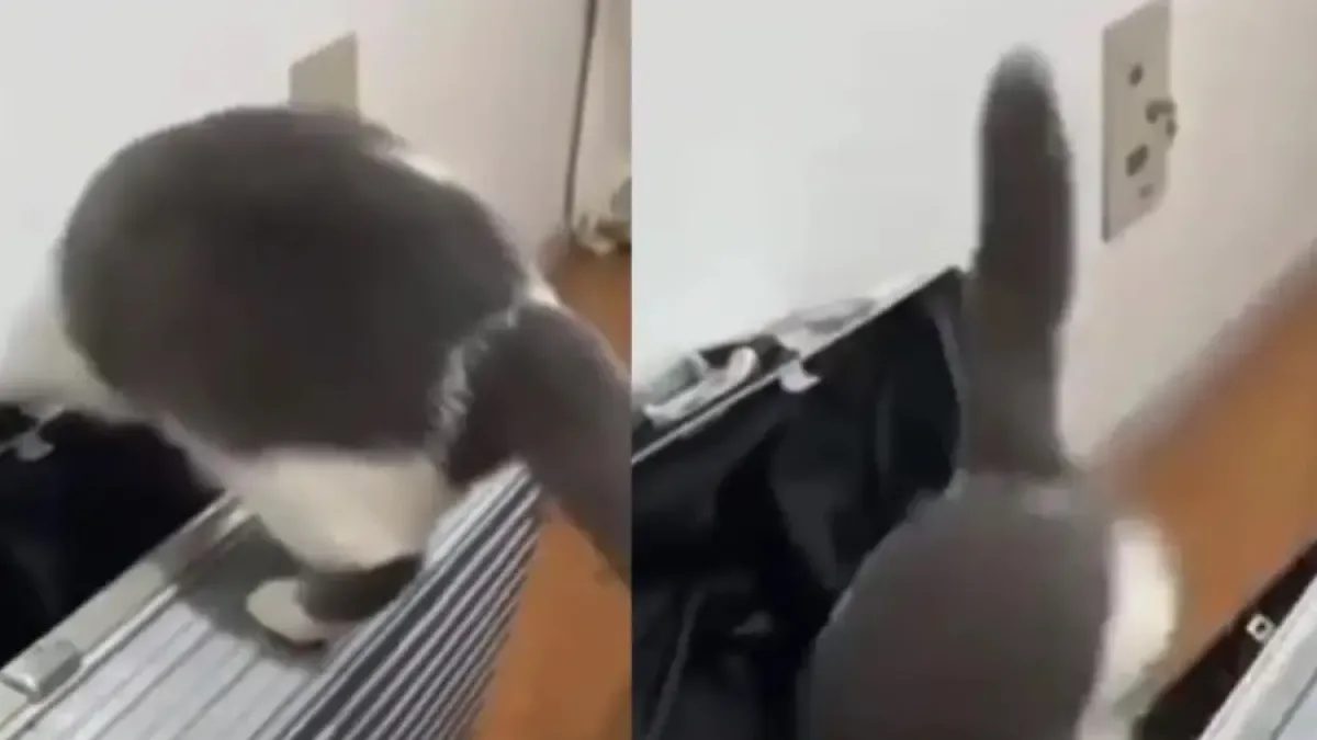 Любопитен котарак се самоопакова в куфар и разсмя мрежата ВИДЕО