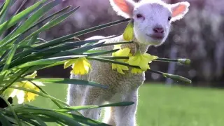 В нощта срещу Гергьовден задължително направете това за здраве и...