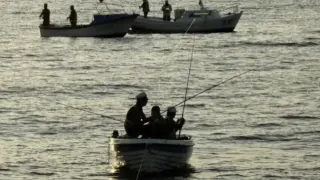 Морето завря от любима риба