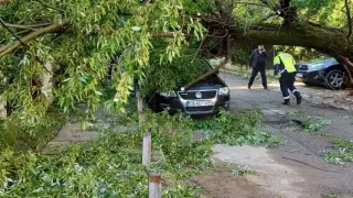 Кошмар в София: Огромно дърво се разцепи на две и падна върху... СНИМКИ