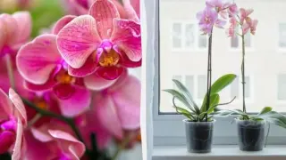 Поливане и грижи за орхидеи: Как да ги накарате да цъфтят отново