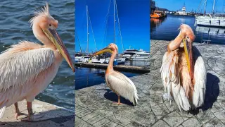 Розовото чудо на Черноморието: Как една птица ни показа какво значи да си човек! ВИДЕО