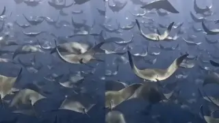 Невероятно красиво: Заснеха на ВИДЕО масовата миграция на скатове видео