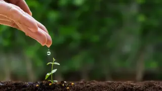 Супер билката на хилядолетията: от Египет до днешната медицина