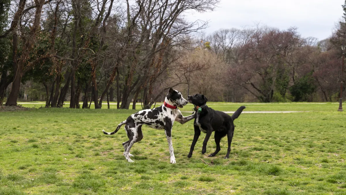 Grand Pets – първият бутиков хотел за домашни любимци в района на Банско и село Баня