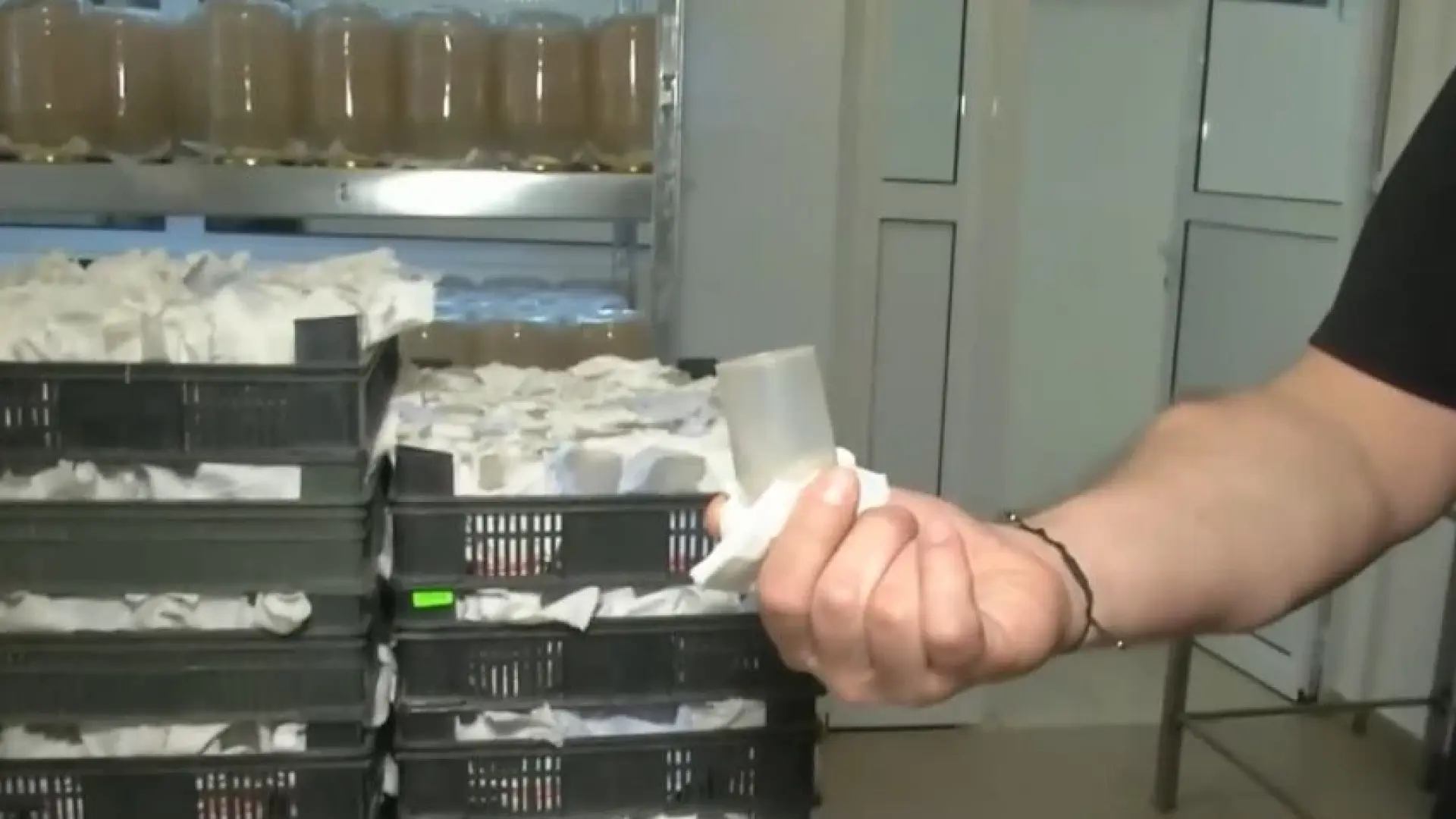 Това е бъдещето: Кой в България и защо отглежда мухи ВИДЕО