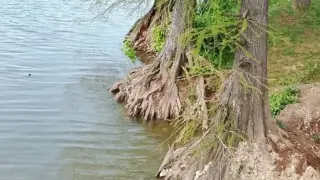 Скандално! Ла*на се изливат в наше популярно езеро