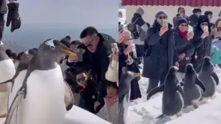 Забавен и сладък парад на пингвини бе заснет на Видео