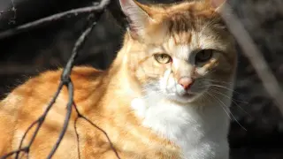 Разкрита е мистерията с цвета на рижите котки